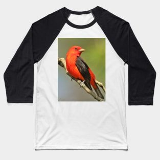 Scarlet Tanager Baseball T-Shirt